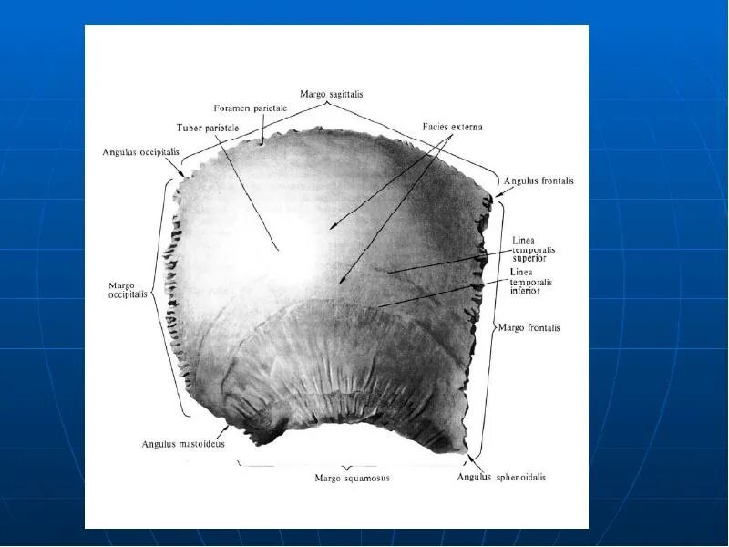 Правая теменная кость где находится фото Скелет головы