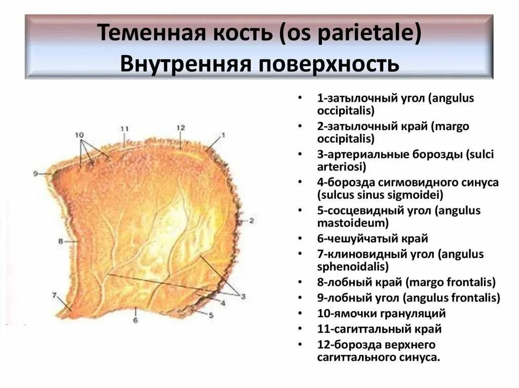 Правая теменная кость где находится фото Соединение теменной кости