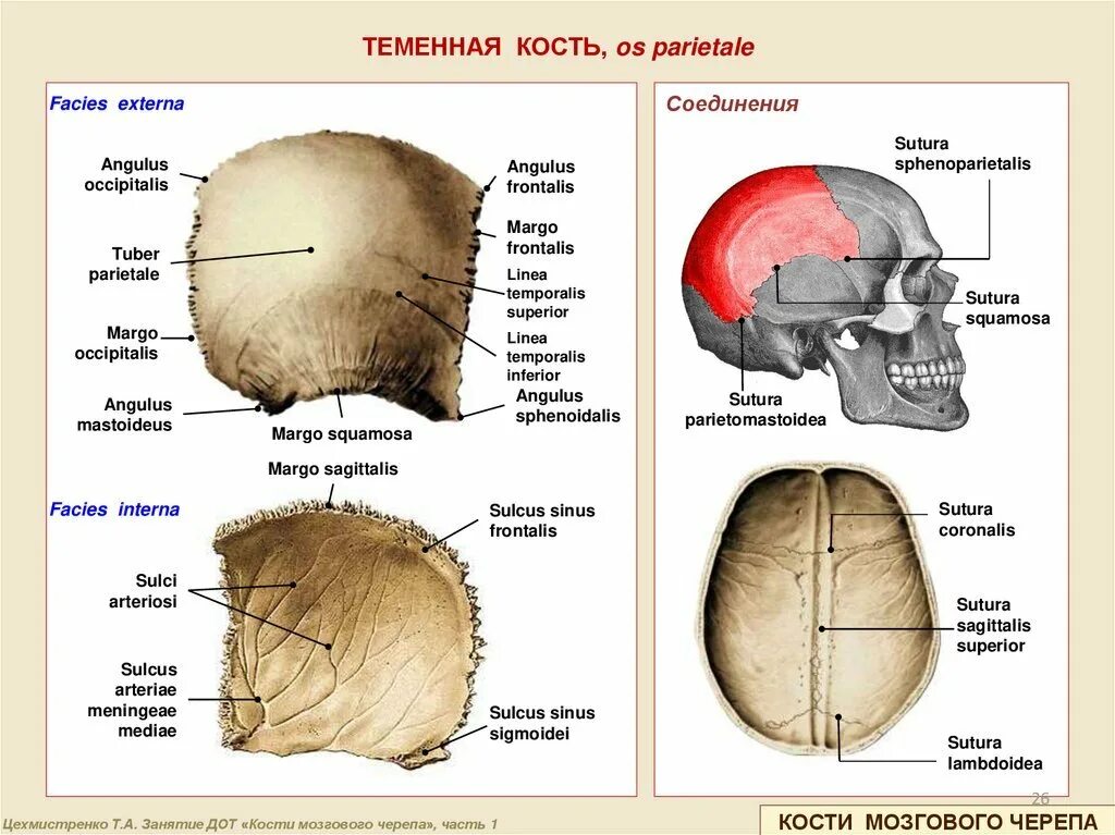 Правая теменная кость где находится фото Теменная кость на латинском: найдено 90 изображений