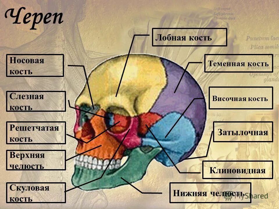 Правая теменная кость где находится фото Портрет. Техника изображения головы человека Блог школы Bratec Lis School Baseba