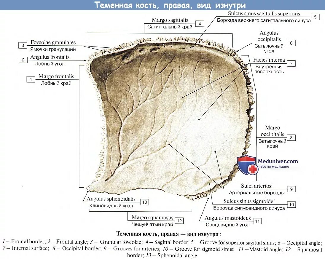 Правая теменная кость где находится фото Анатомия: Теменная кость