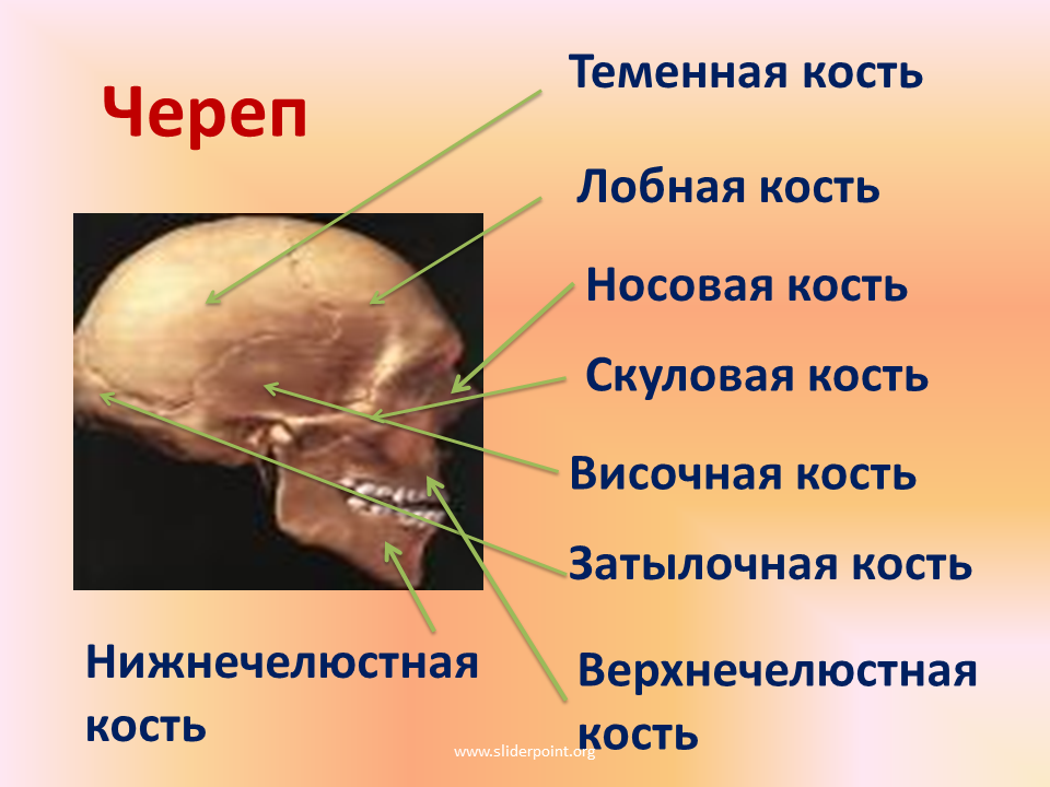 Правая теменная кость где находится фото Теменная кость находится: найдено 84 картинок