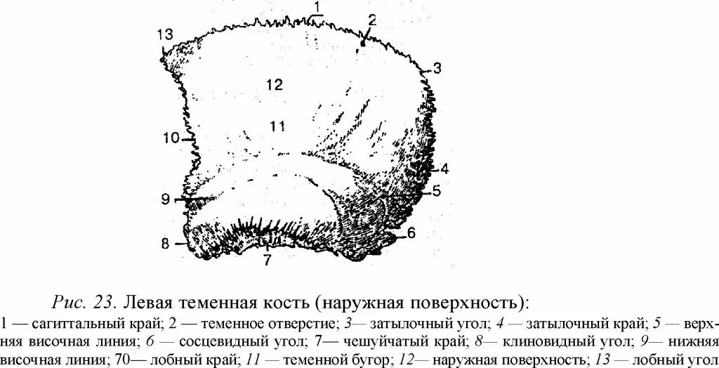 Правая теменная кость где находится фото Теменная кость таблица