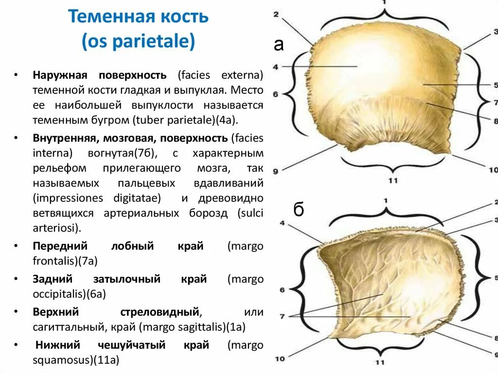 Правая теменная кость где находится фото Между теменными костями находится: найдено 90 картинок