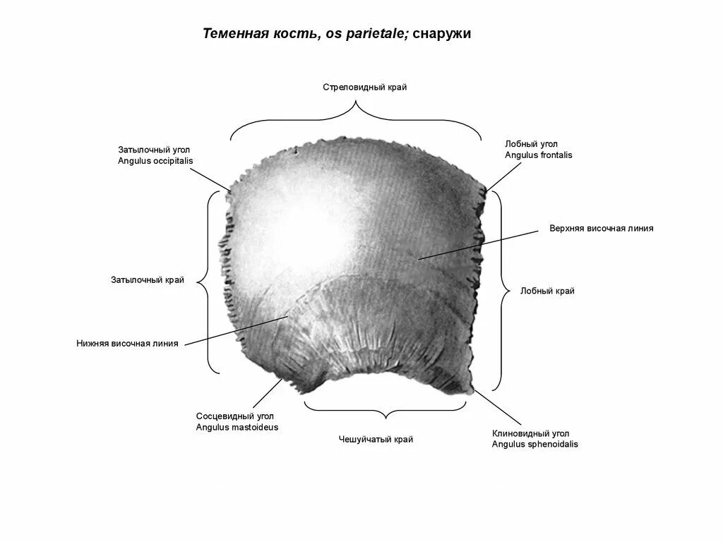 Правая теменная кость где находится фото Теменная кость парная: найдено 67 изображений