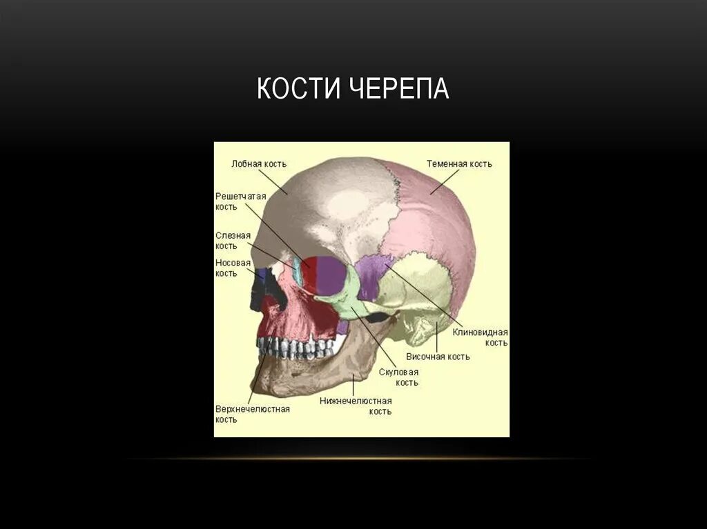 Правая теменная кость где находится фото Теменные кости черепа