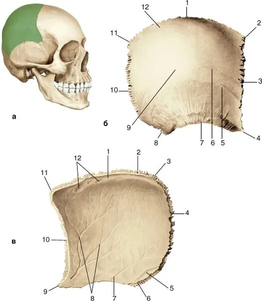 Правая теменная кость где находится фото Dark bone The parietal or parietal bone is the paired bone of the brain section 