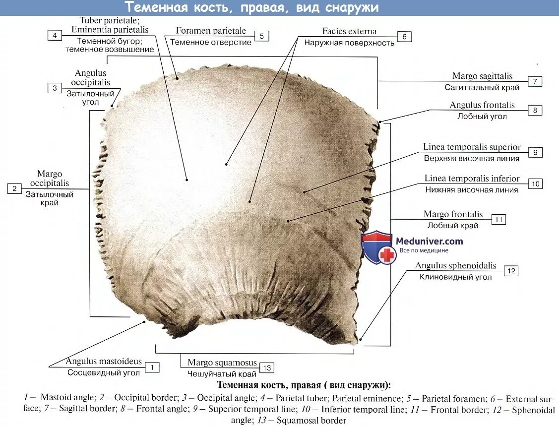 Правая теменная кость где находится фото Анатомия: Теменная кость