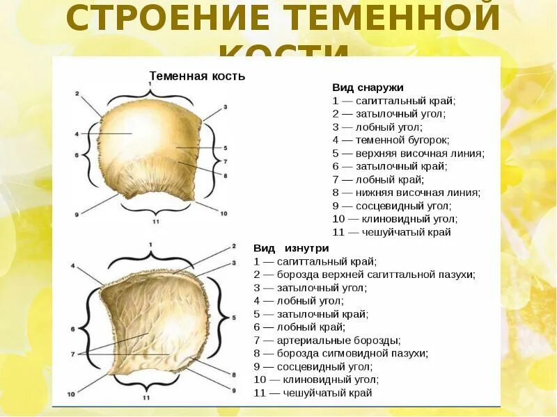 Правая теменная кость где находится фото Скелет головы. Кости мозгового и лицевого отдела черепа