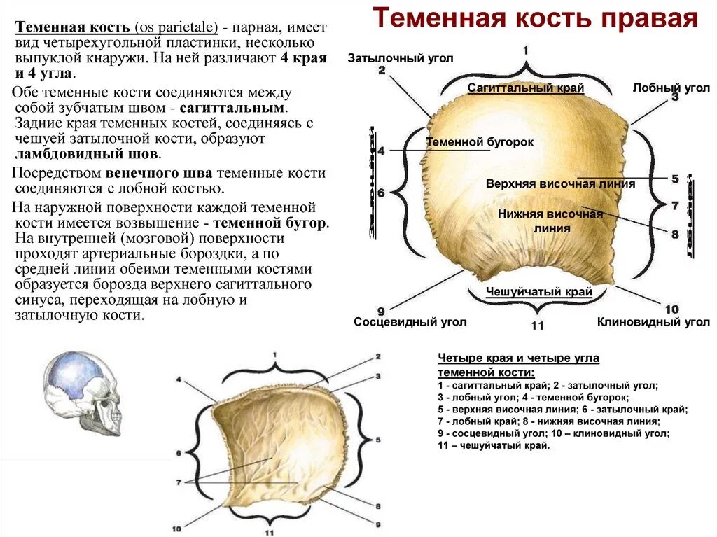 Правая теменная кость где находится фото Пластинка в веществе кости