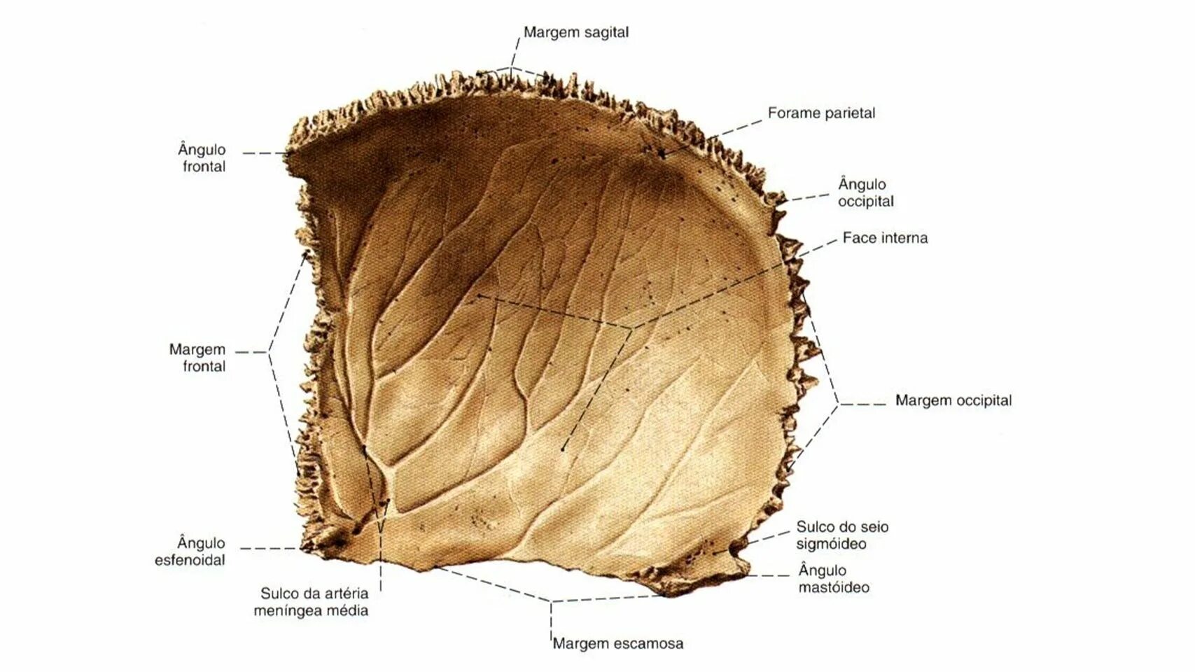 Правая теменная кость где находится фото Neurocrânio - Frontal - Parietal - Occipital - Temporal - Esfenoide e Etmoide Cr