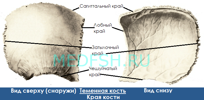 Правая теменная кость где находится фото Анатомия и аномалии развития теменной кости - m2s