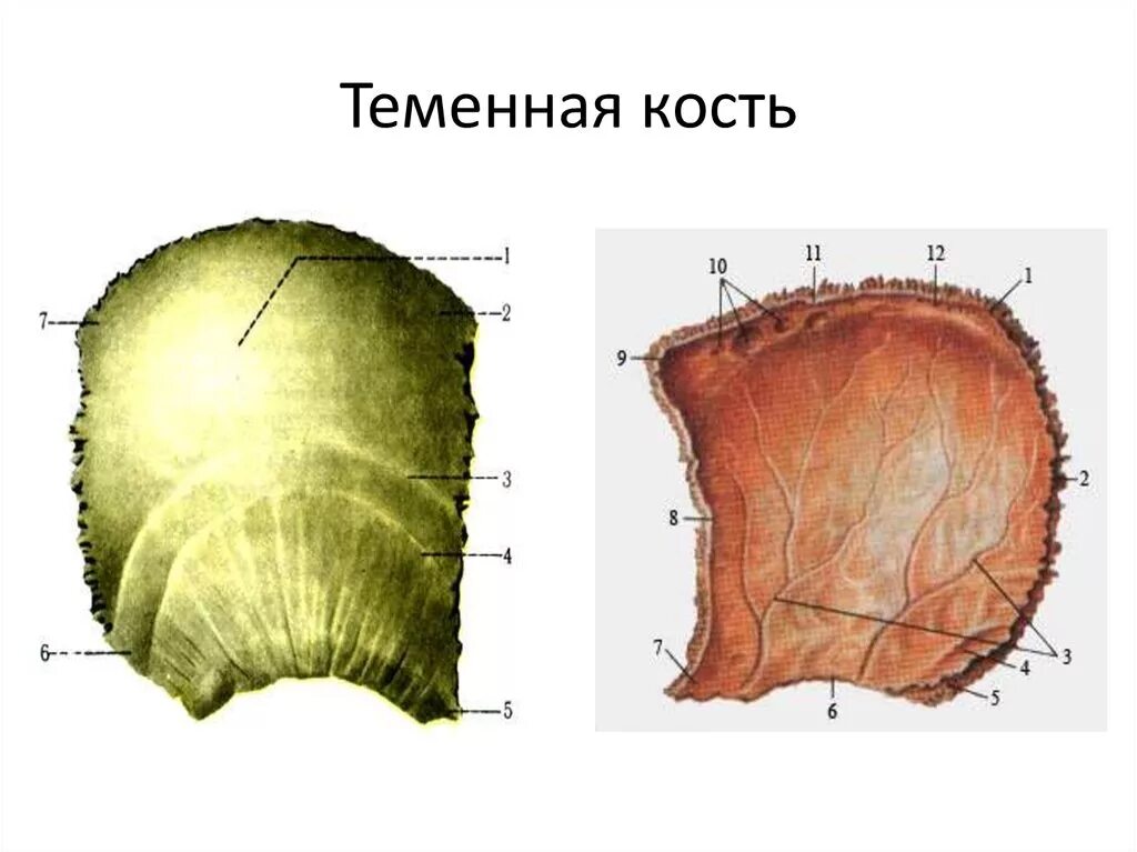 Правая теменная кость где находится фото Костями черепа являются теменная кость: найдено 85 изображений