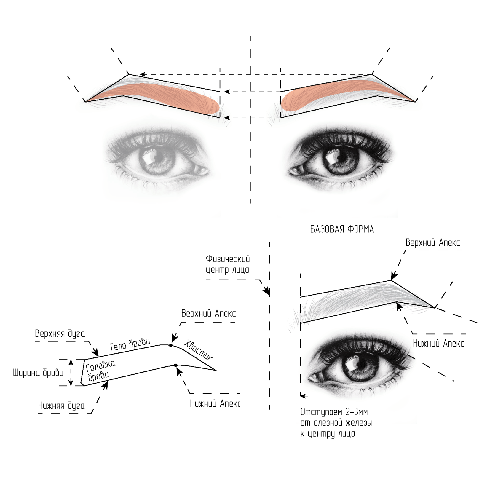 Правила макияжа бровей Формы и схемы прорисовки бровей - Школа начинающего эстетиста "Добрый Косметолог