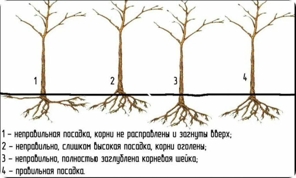 Правильная посадка яблони фото Советы опытных садоводов о посадке яблони весной - экспертная статья MolotokMark