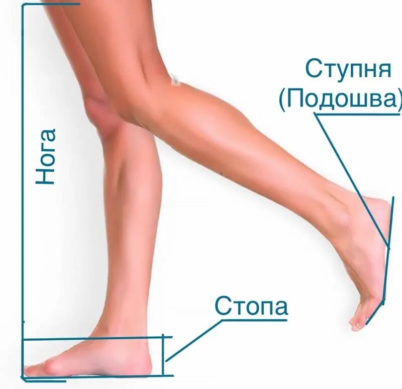 Правильная стопа человека как выглядит фото Как правильно ступни или ступни