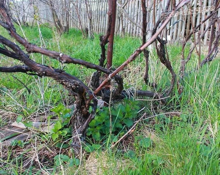 Правильно обрезанный виноград фото Как правильно обрезать виноград осенью: советы садоводов