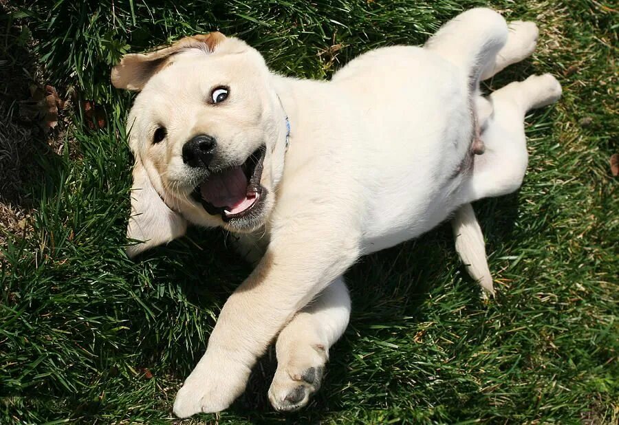 Правильно собака фото Training your puppy - start by winning his respect and confidence Puppies funny,