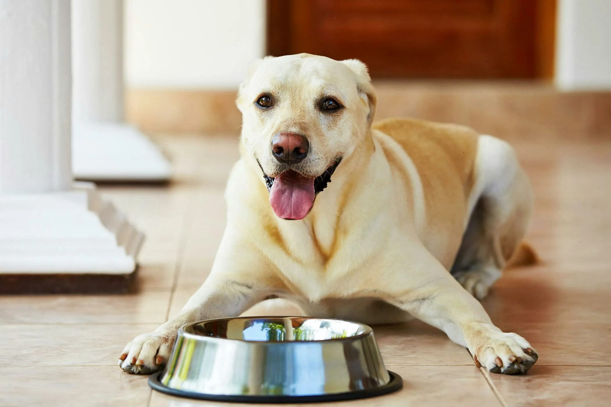 Правильно собака фото Appetite Stimulating Dog Food Flash Sales xn--h1aahyg1df.xn--p1ai