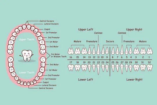 Правильное расположение зубов фото Teeth Diagram Зображення - огляд 5,139 Стокові фото, векторні зображення й відео