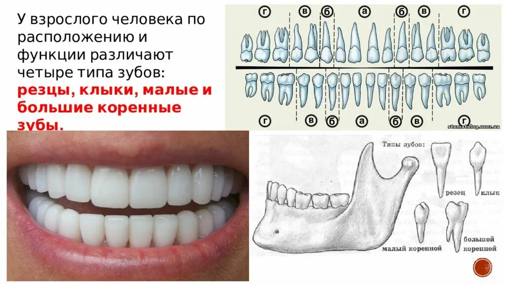 Правильное расположение зубов фото Резцы у детей схема