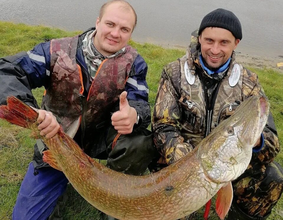 Правильные фото с рыбой Омский рыбак поймал щуку весом 10 килограммов - KP.RU