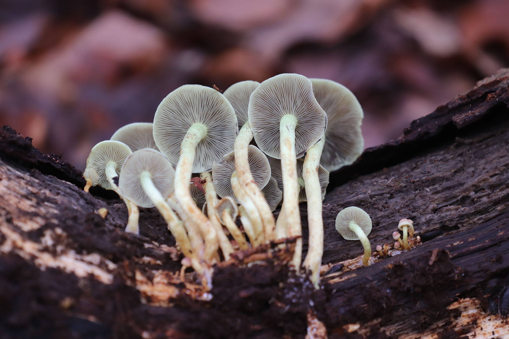 Правильные грибы фото File:Hypholoma fasciculare 106037236.jpg - Wikimedia Commons