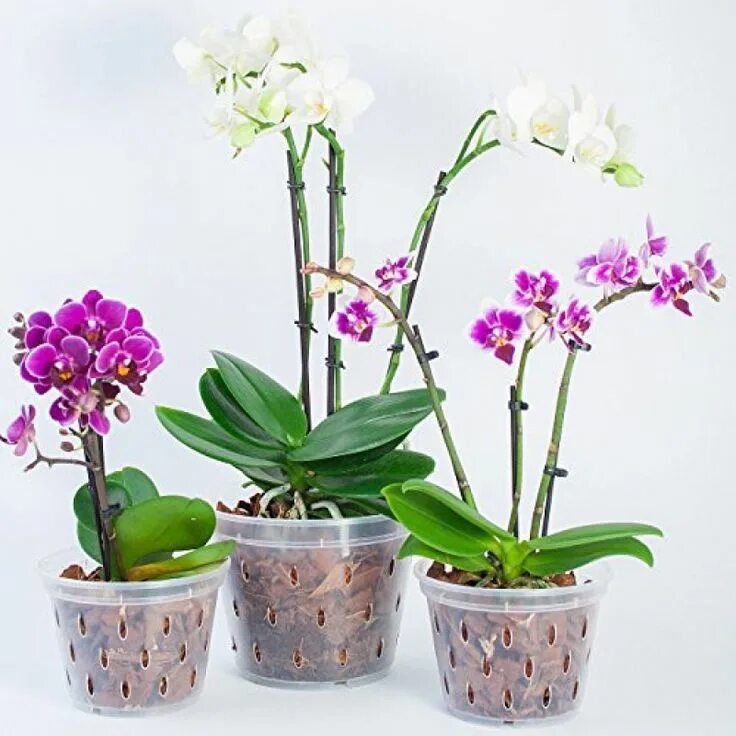 Правильный горшок для орхидеи фото Orchidea a jej pestovanie Chovatelahospodar.sk Orchid pot, Orchids, Flower garde