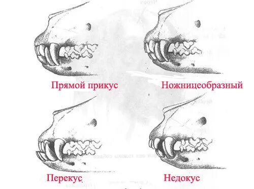 Правильный прикус у щенка фото Стандарт