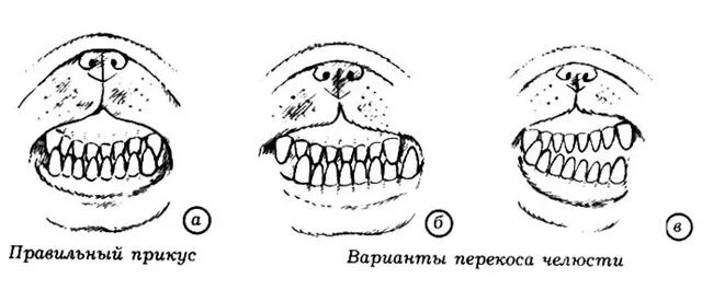 Правильный прикус у щенка фото Аномалия прикуса - Ветеринарный стоматологический словарь. Буква "А"