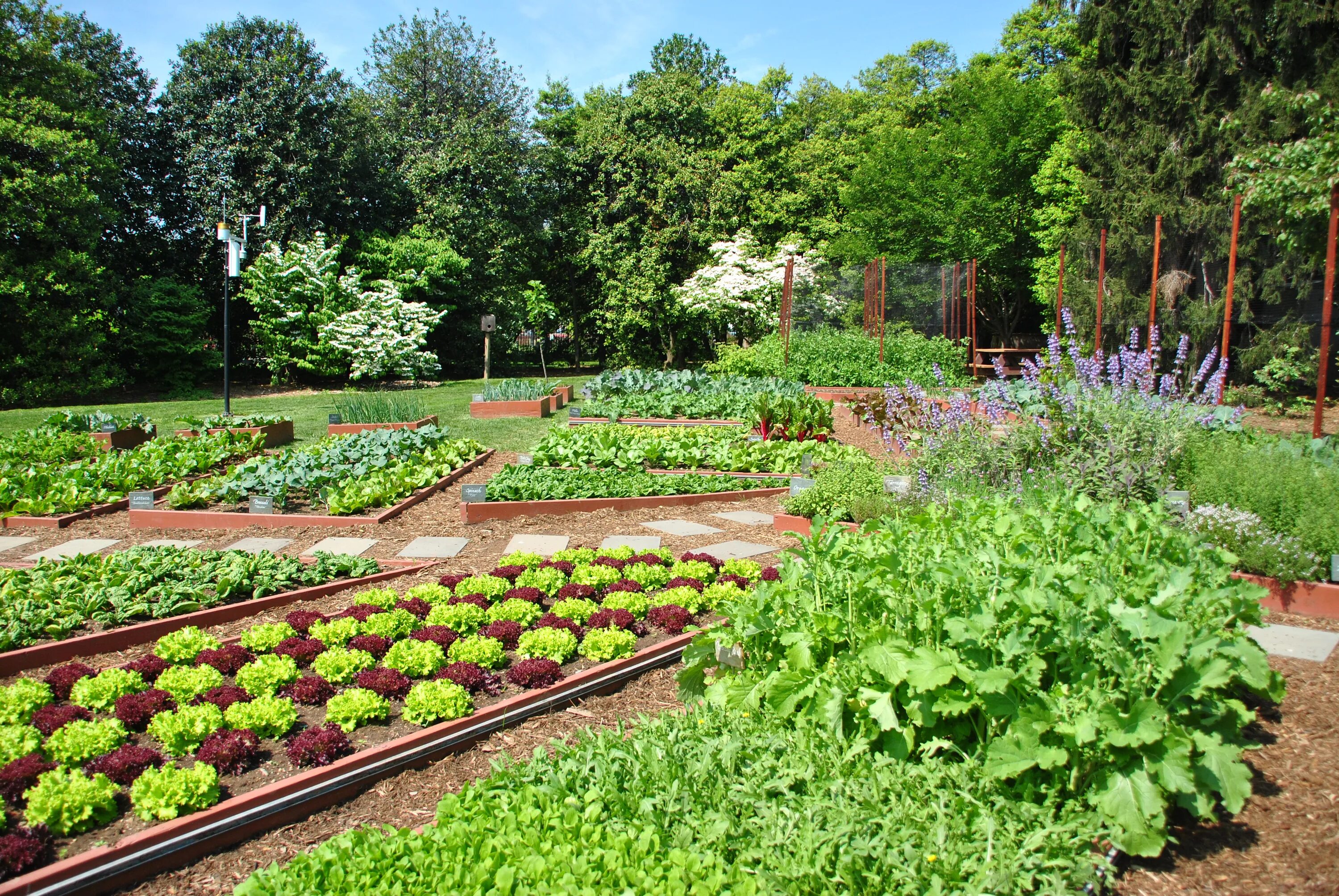 Правильный сад и огород фото 9 Gardening Secrets Straight From the White House Kitchen Garden The Edible Scho