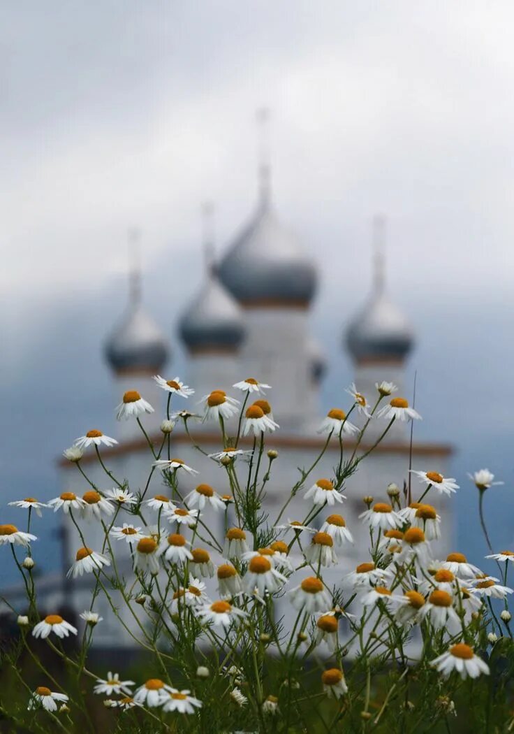 Православные картинки позитивные Mordashev Roman - 8 Июля. - Российское фото Flowering trees, Real flowers, Russi