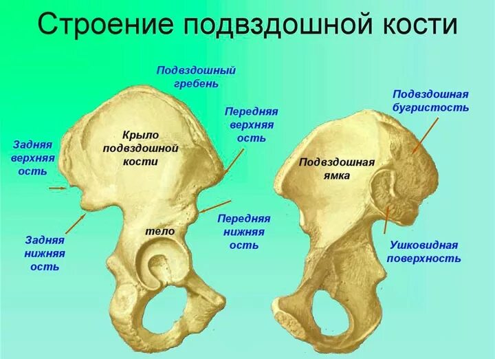 Правой подвздошной кости фото Где находится подвздошная кость: как распознать перелом, фото