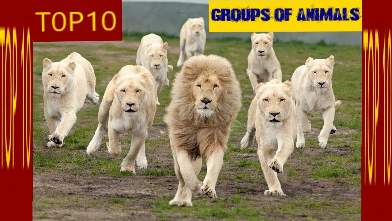 Прайд 61 10 й микрорайон фото Top 10 Groups of Animals....and their names and Habitats - YouTube