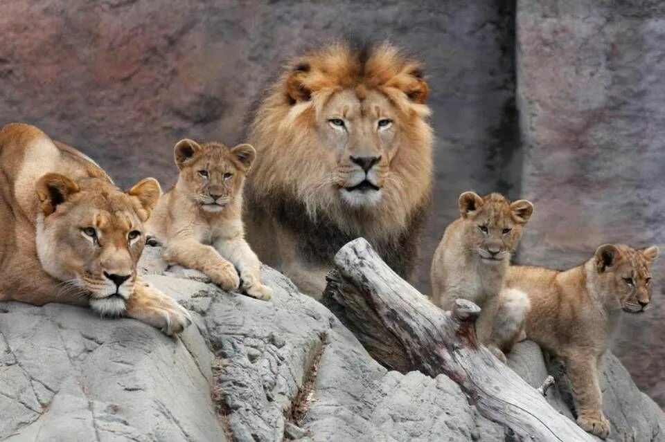 Прайд львов фото Q&A on Sacramento’s pride: Zoo’s lion cubs celebrate first birthday Lion family,