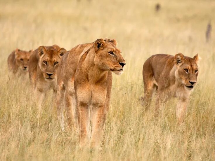 Прайд львов фото ΦΩΤΟΓΡΑΦΙΑ ΤΗΣ ΗΜΕΡΑΣ - National Geographic Channel - Ελλαδα Beautiful lion, Ani