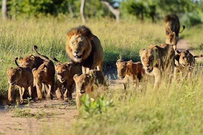 Прайд львов фото Family on a walk. 2022 *Львы* VK