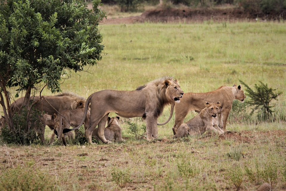 What Kind of Community Does the Lion Live In? Lions live, Big cat family, Animal