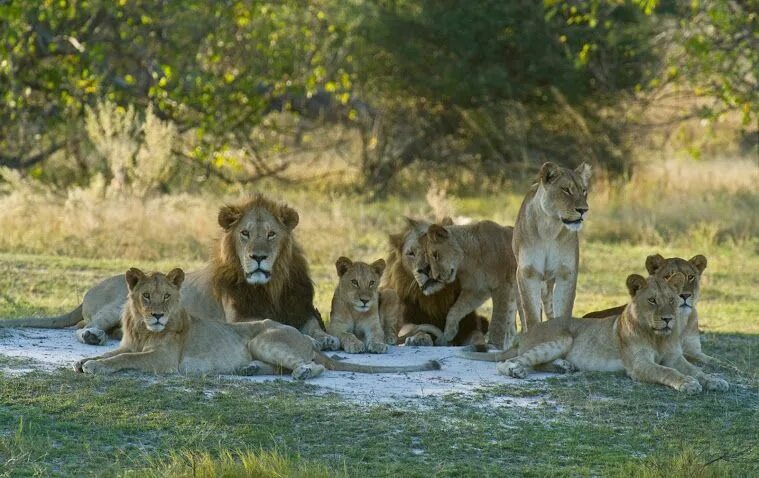 Прайд львов фото #krugernationalpark by +Hans Gerrizen Africa's Lion 4 Animals, Zoo animals, Male