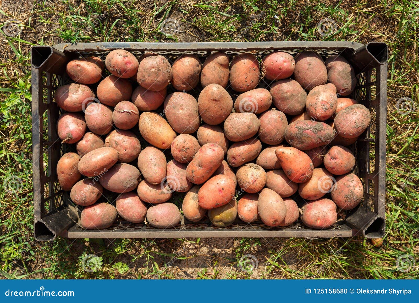 Прайм картофель характеристика отзывы фото Potato Harvest in a Plastic Container Stock Photo - Image of culture, green: 125