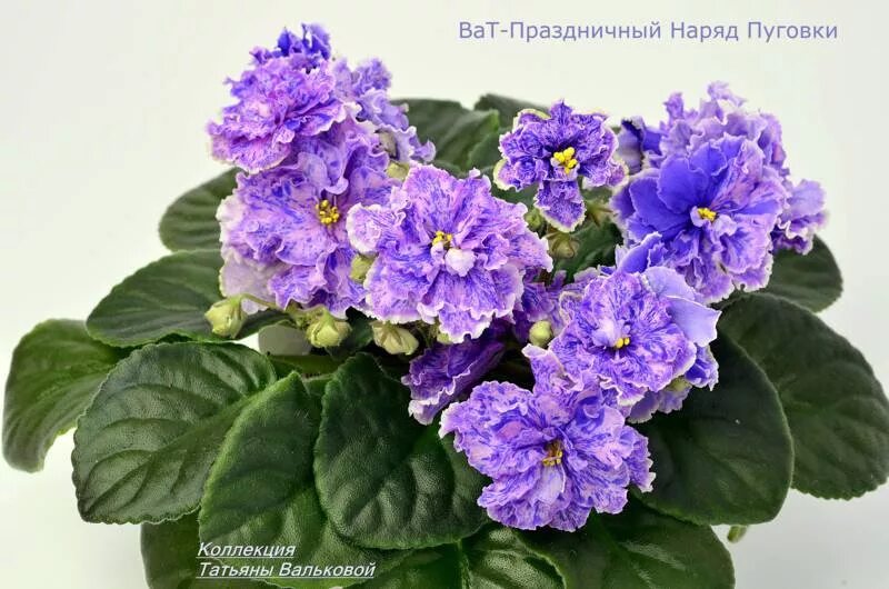 Праздничный наряд пуговки фиалка фото Virtual Violet :: Просмотр темы - Моя селекция (сорта ВаТ-)