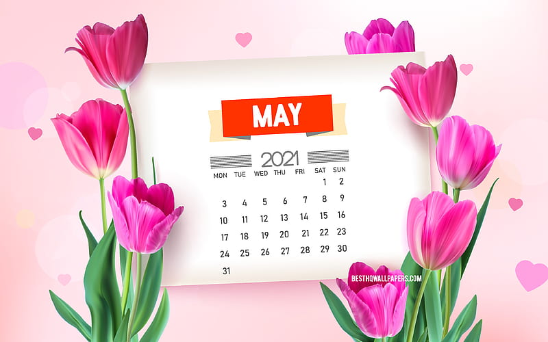 Праздники весеннего календаря 2266x1488px, 1080P free download May 2021 Calendar pink tulips, spring backgroun