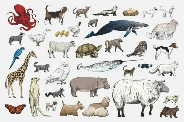 Предметная картинка животные Free Vector Illustration drawing style of animal collection Free vector illustra