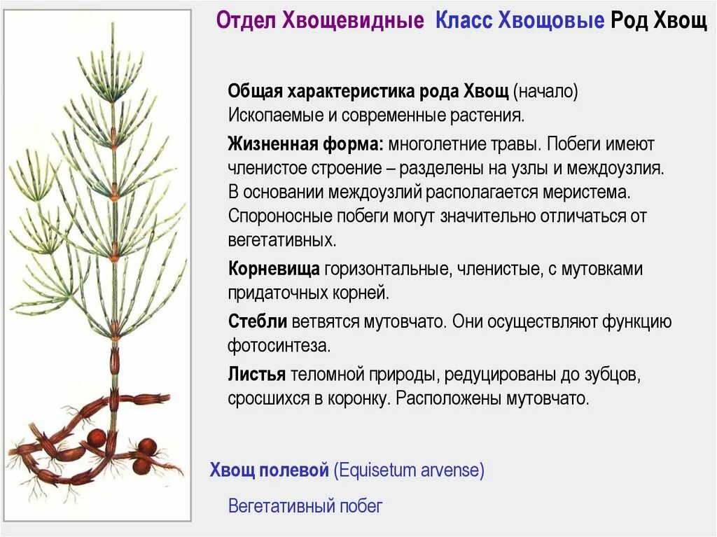 Представитель отдела хвощевидные фото В чем заключается значение хвощей - найдено 85 картинок