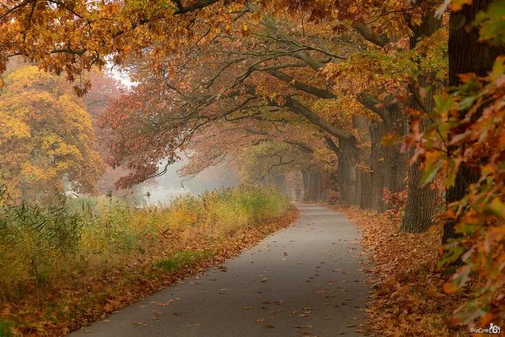 Прекрасная осень фото Autumn Tunnel Landscape photography, Wonders of the world, Autumn forest