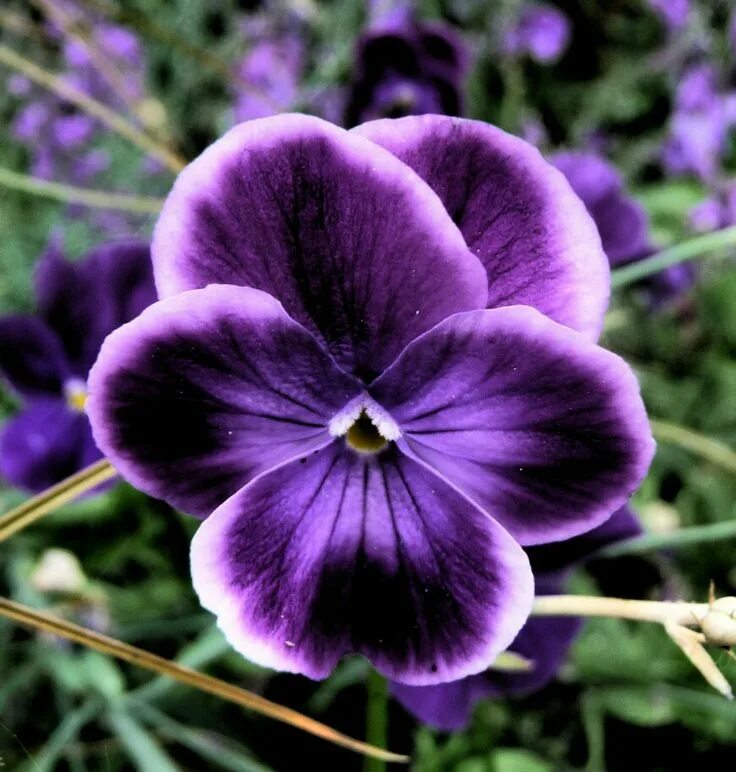 Прекрасная виола фиалка фото Another Viola from Haven4plants! Pansies flowers, Purple flowers, Flower backgro