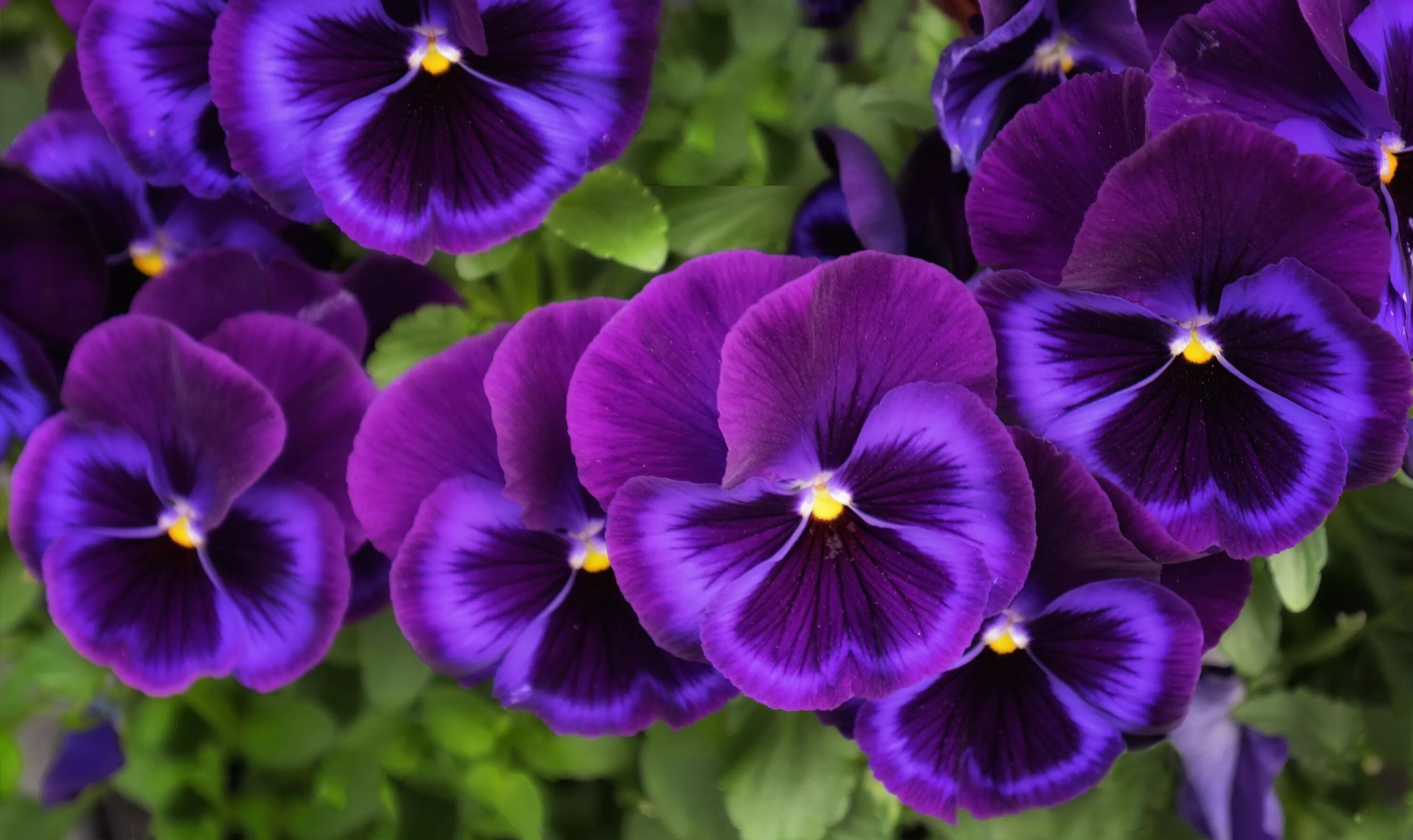 Прекрасная виола фиалка фото Flower Pansy Purple Flower Wallpaper - Resolution:4663x2775 - ID:826563 - wallha