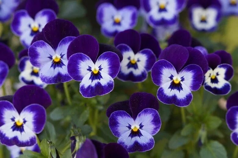 Прекрасная виола фиалка фото 10 Flowers That Reseed Themselves Pansies flowers, Pansies, Planting flowers