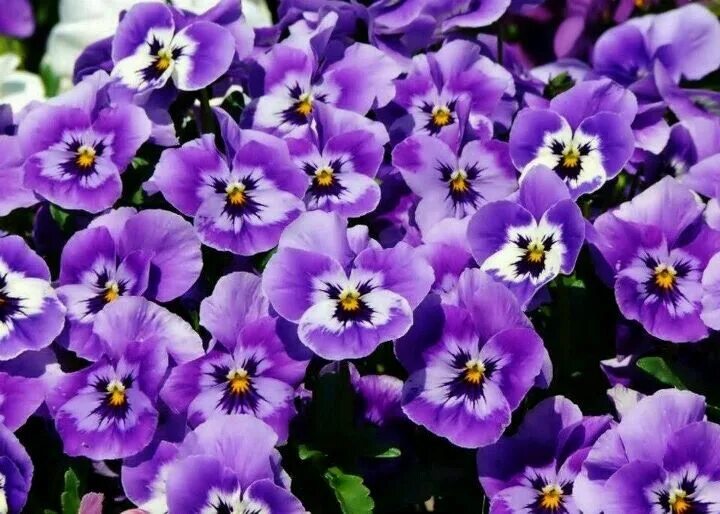 Прекрасная виола фиалка фото Pansies Pansies flowers, Pansies, Most beautiful flowers