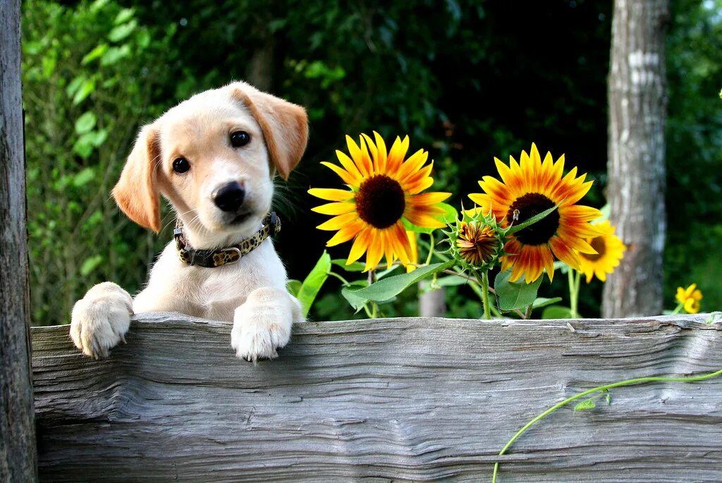 Прекрасного утра с животными картинки Sweet Puppy and Sunflowers Lab mix Puppy peeks over fence . Flickr